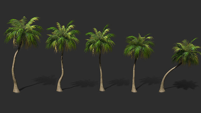 COCONUT TREE PACK - INCLUDE LOOP ANIMATION PACK Low-poly 3D model
