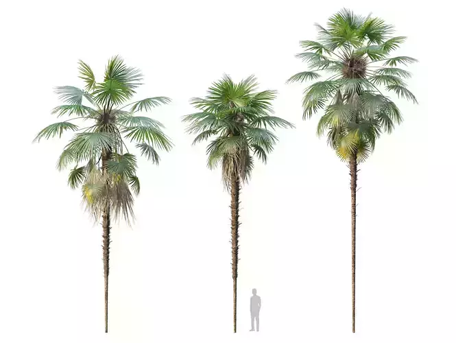 Trachycarpus fortunei