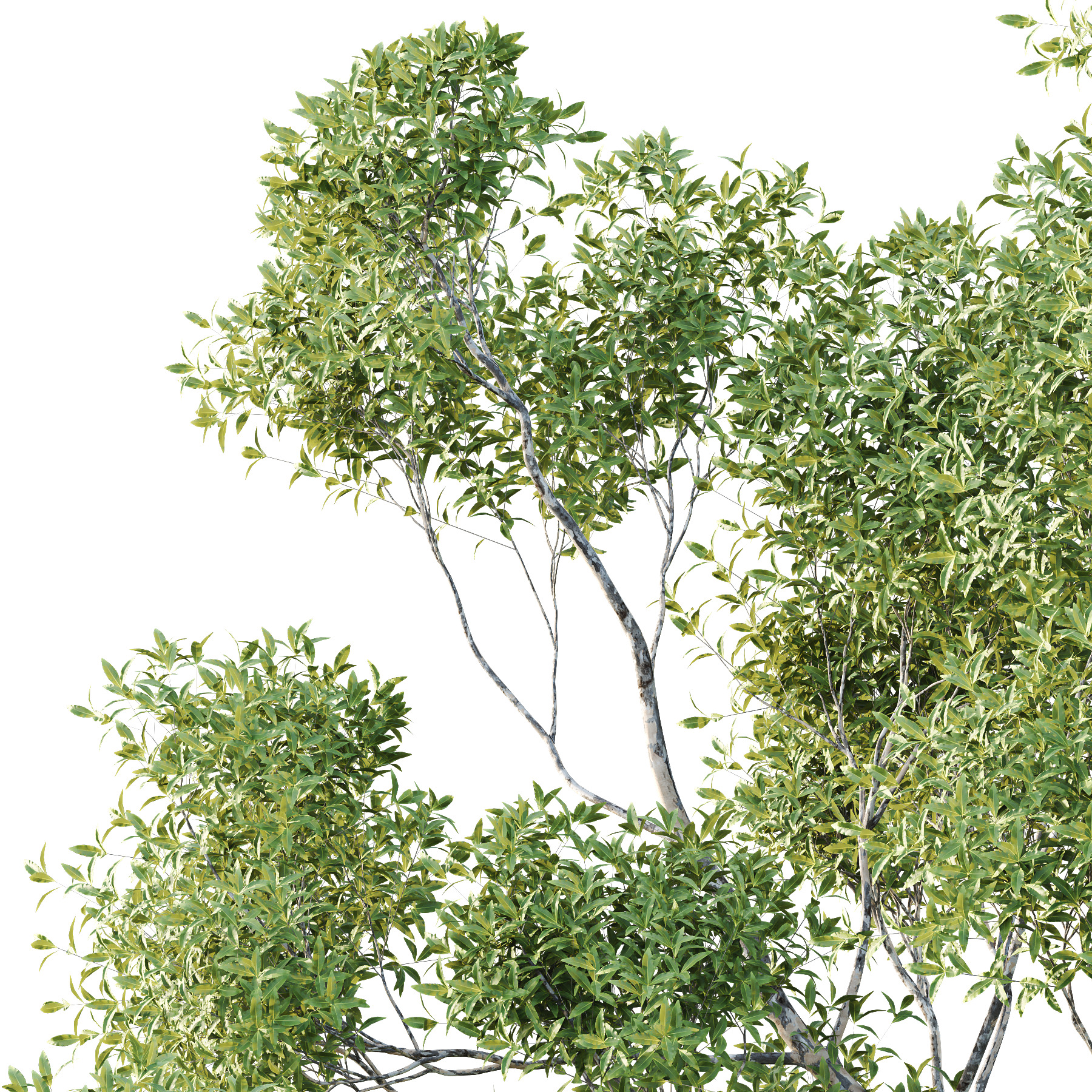 Sydney Blue Gum Tree 07 3D model_1