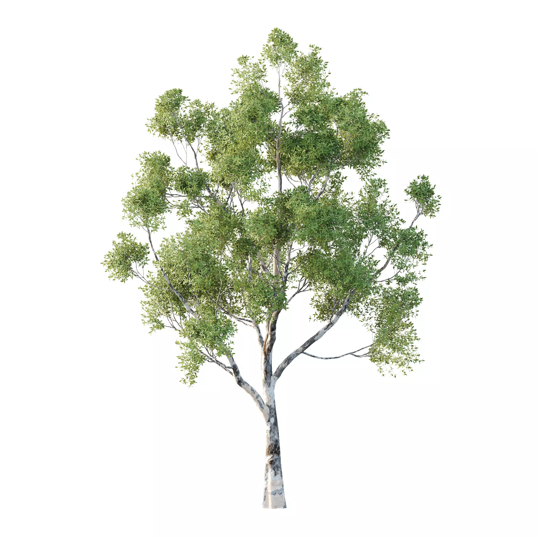 Sydney Blue Gum Tree 07 3D model_0