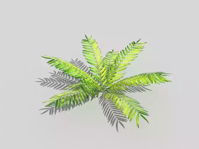Plant palm leaf