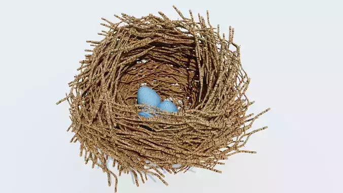 bird nest