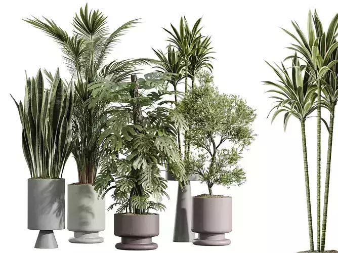 AV Indoor Plants Set 267Palm Lemon Sansevieria Deliciosa Olive 3D model