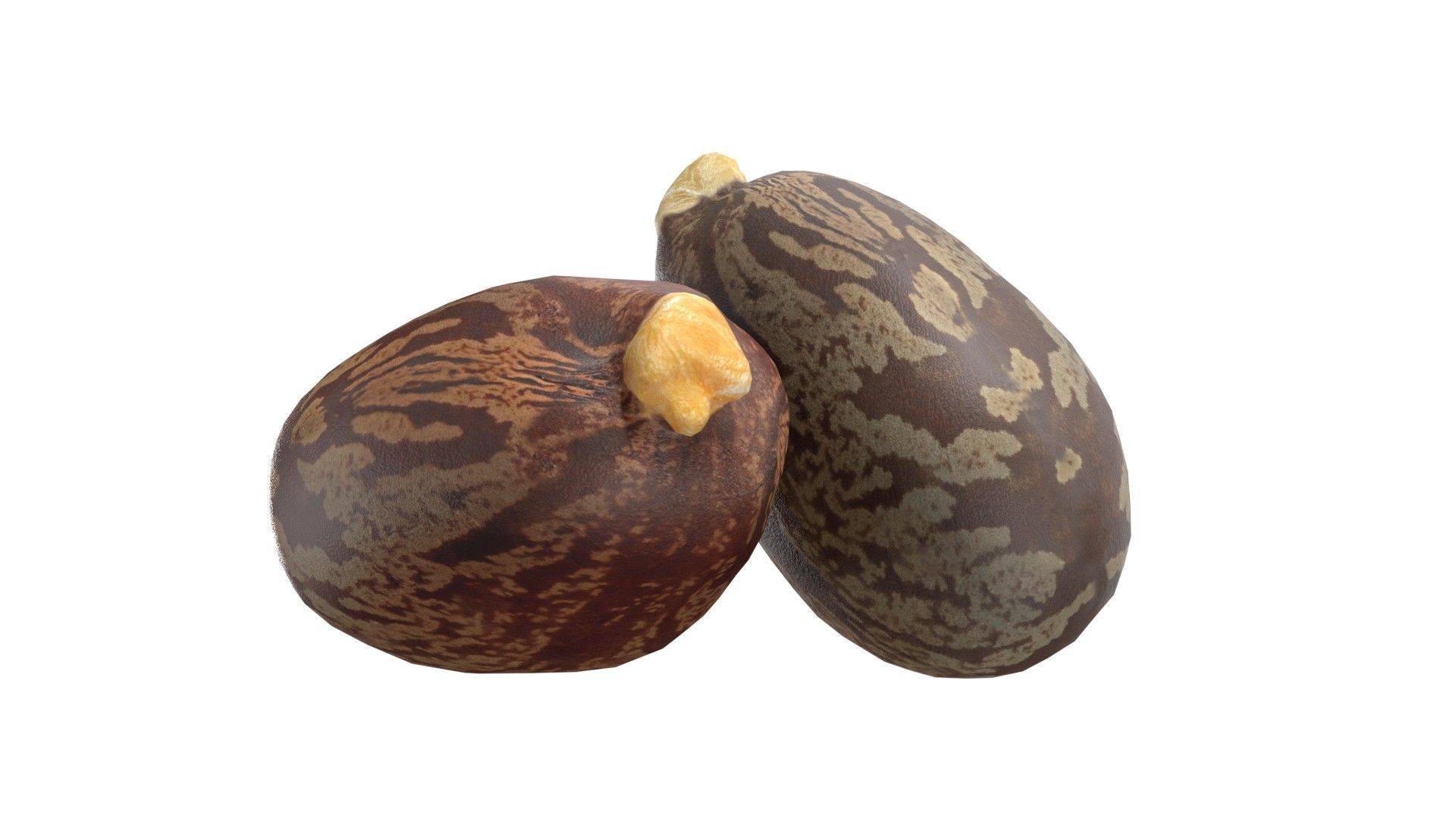 caster seed   Low-poly 3D model_5