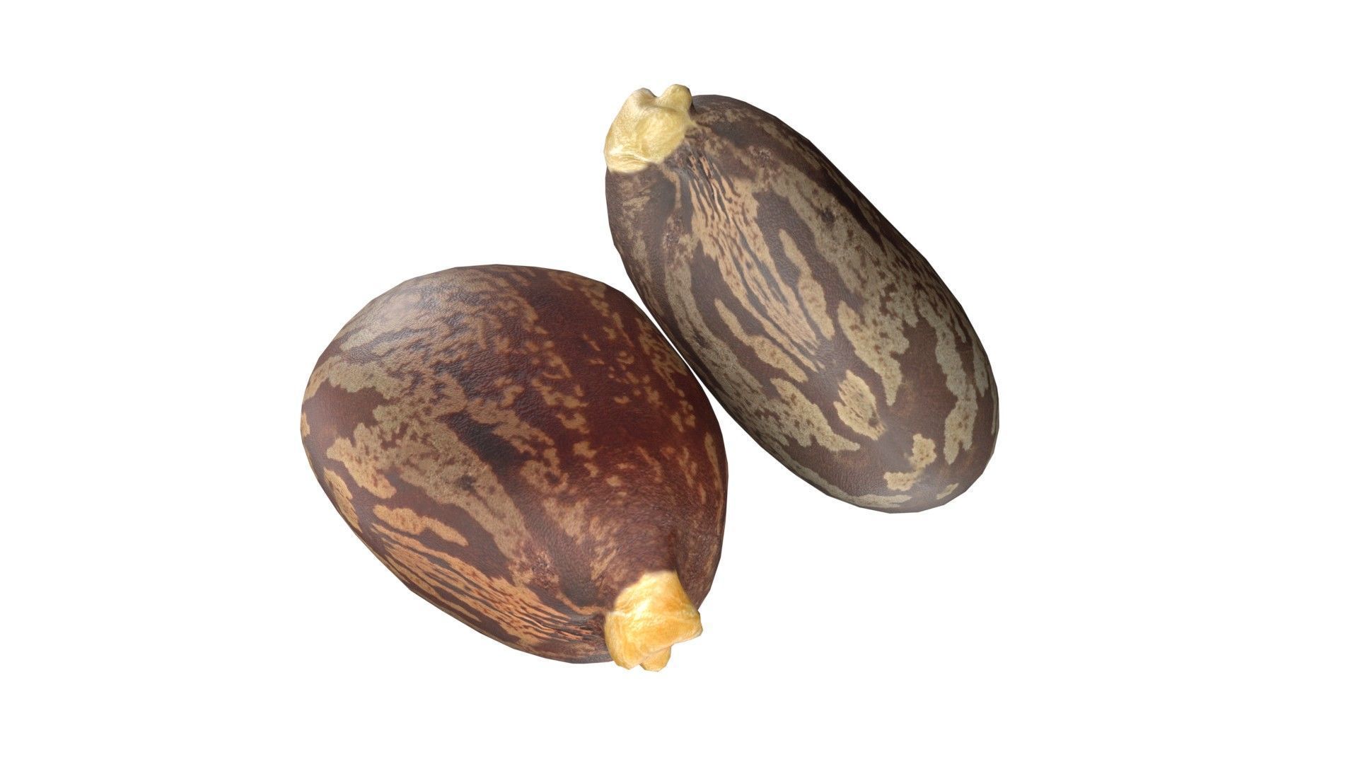 caster seed   Low-poly 3D model_1