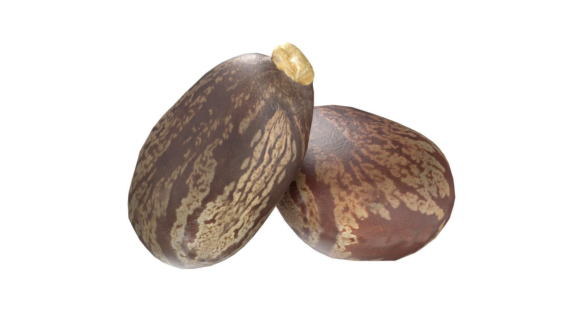 caster seed   Low-poly 3D model_4