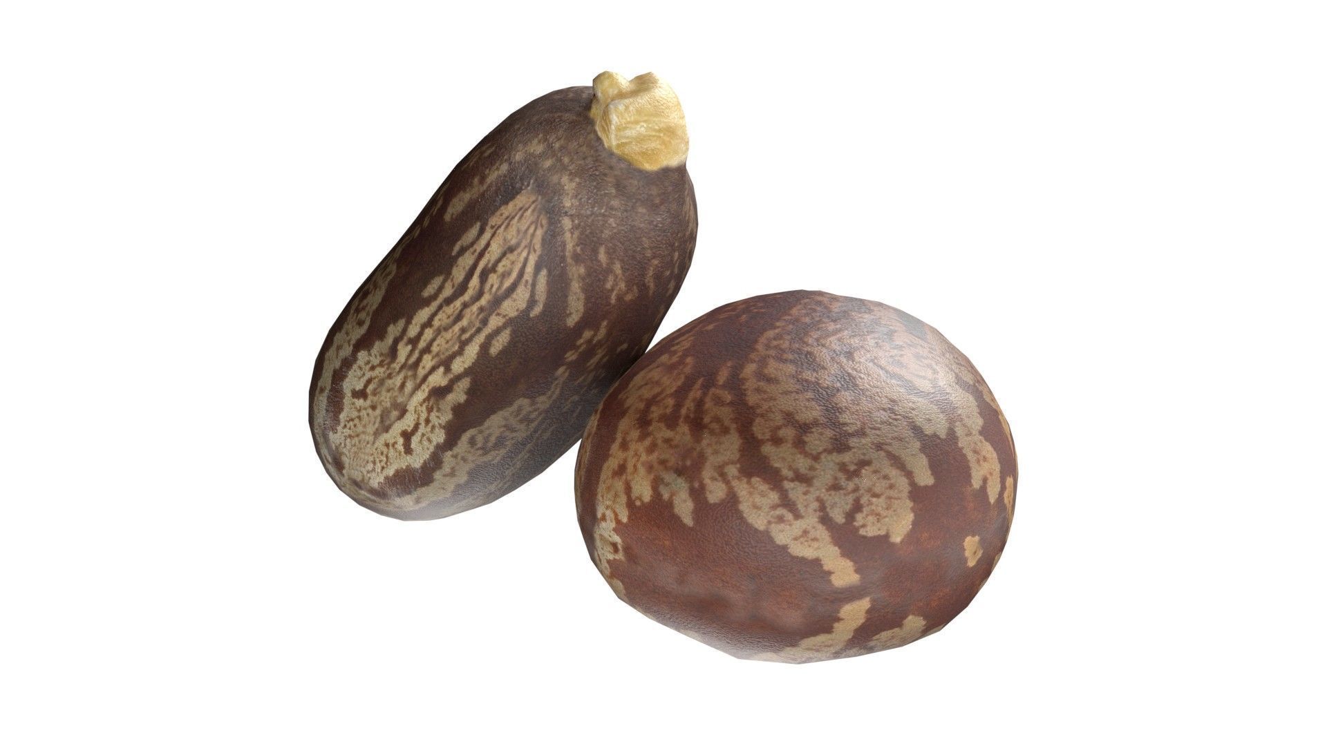 caster seed   Low-poly 3D model_3