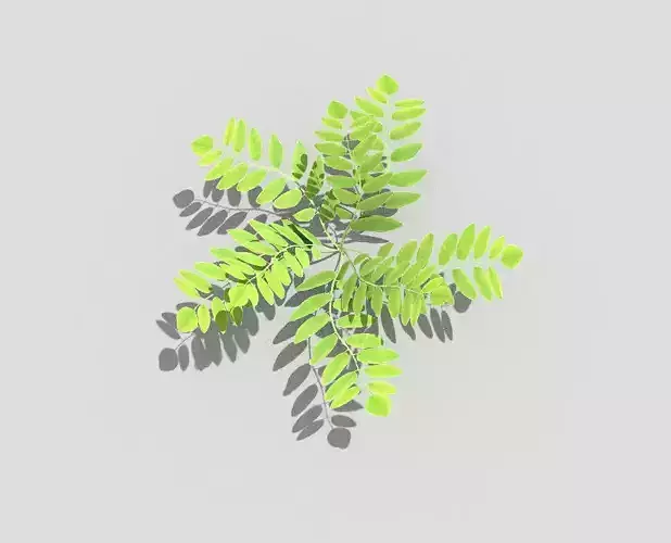 Plant fern
