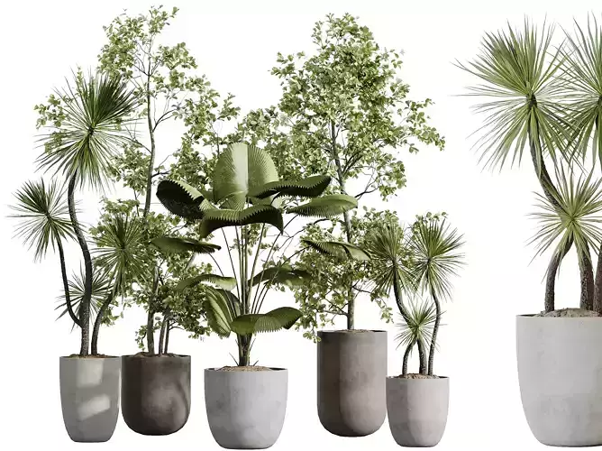 AV Indoor Plants Set 268 Licuala Palm and Yucca and Olive 3D model