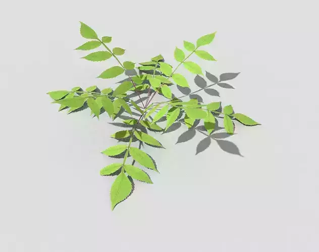 Plant leaf
