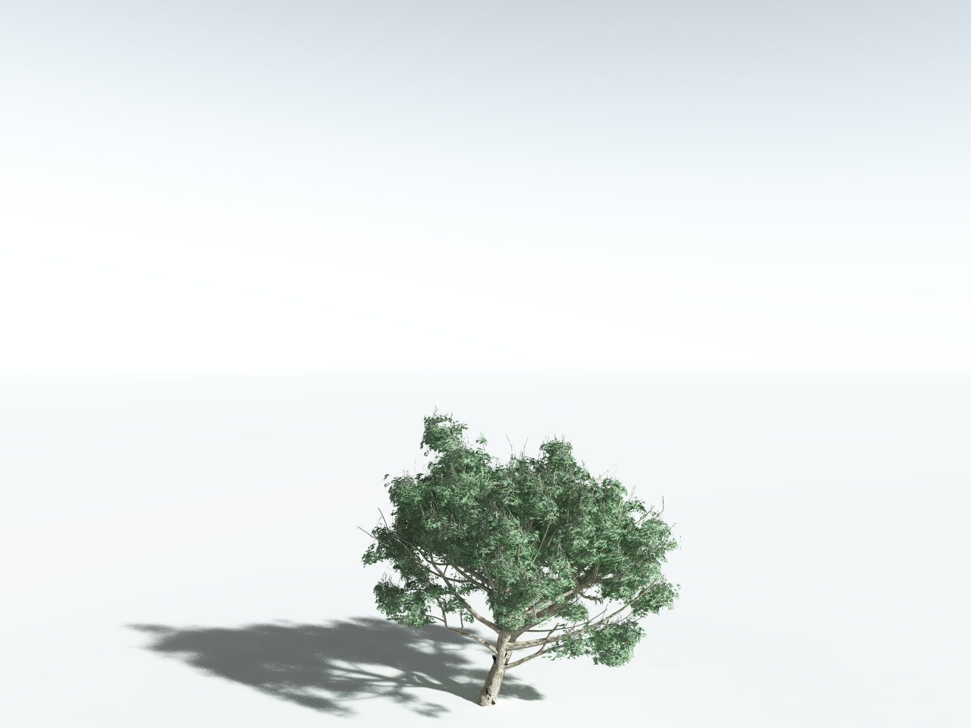 EVERYPlant River Redgum 3D model_24