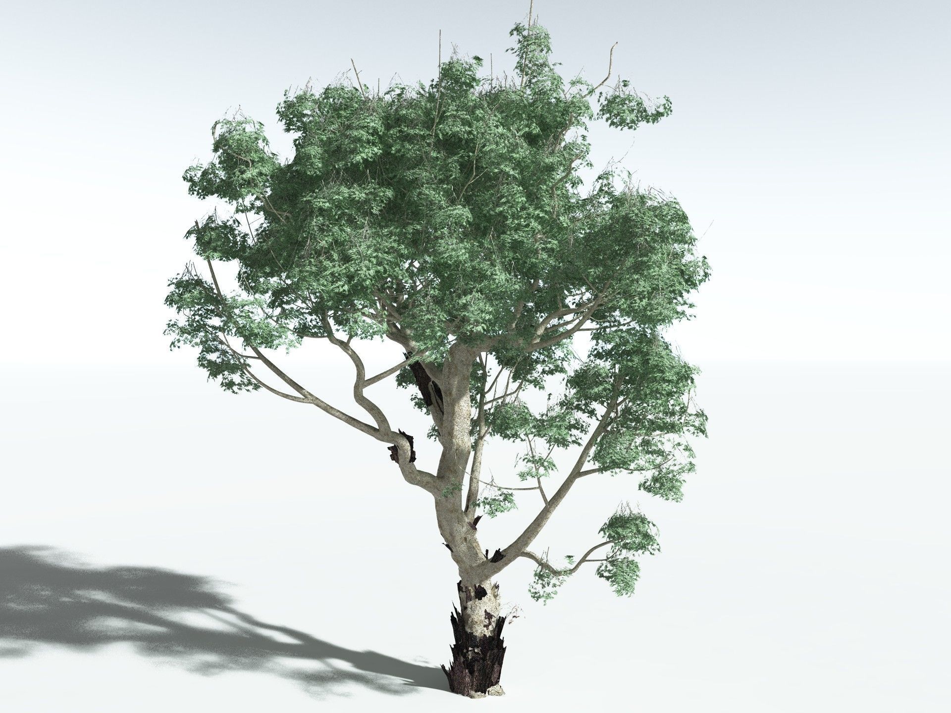 EVERYPlant River Redgum 3D model_2