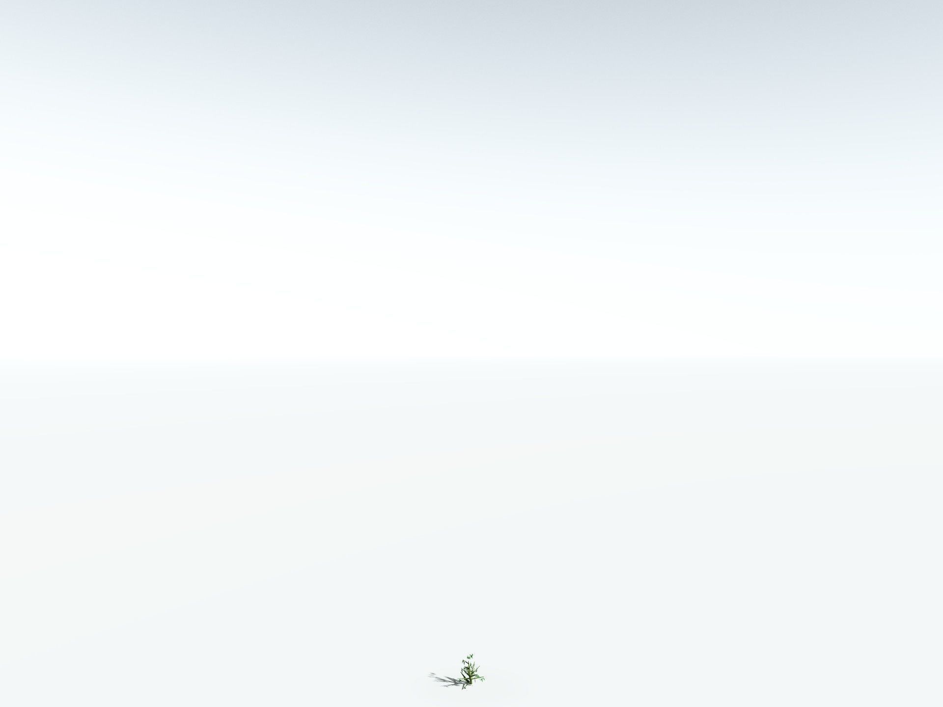 EVERYPlant River Redgum 3D model_28