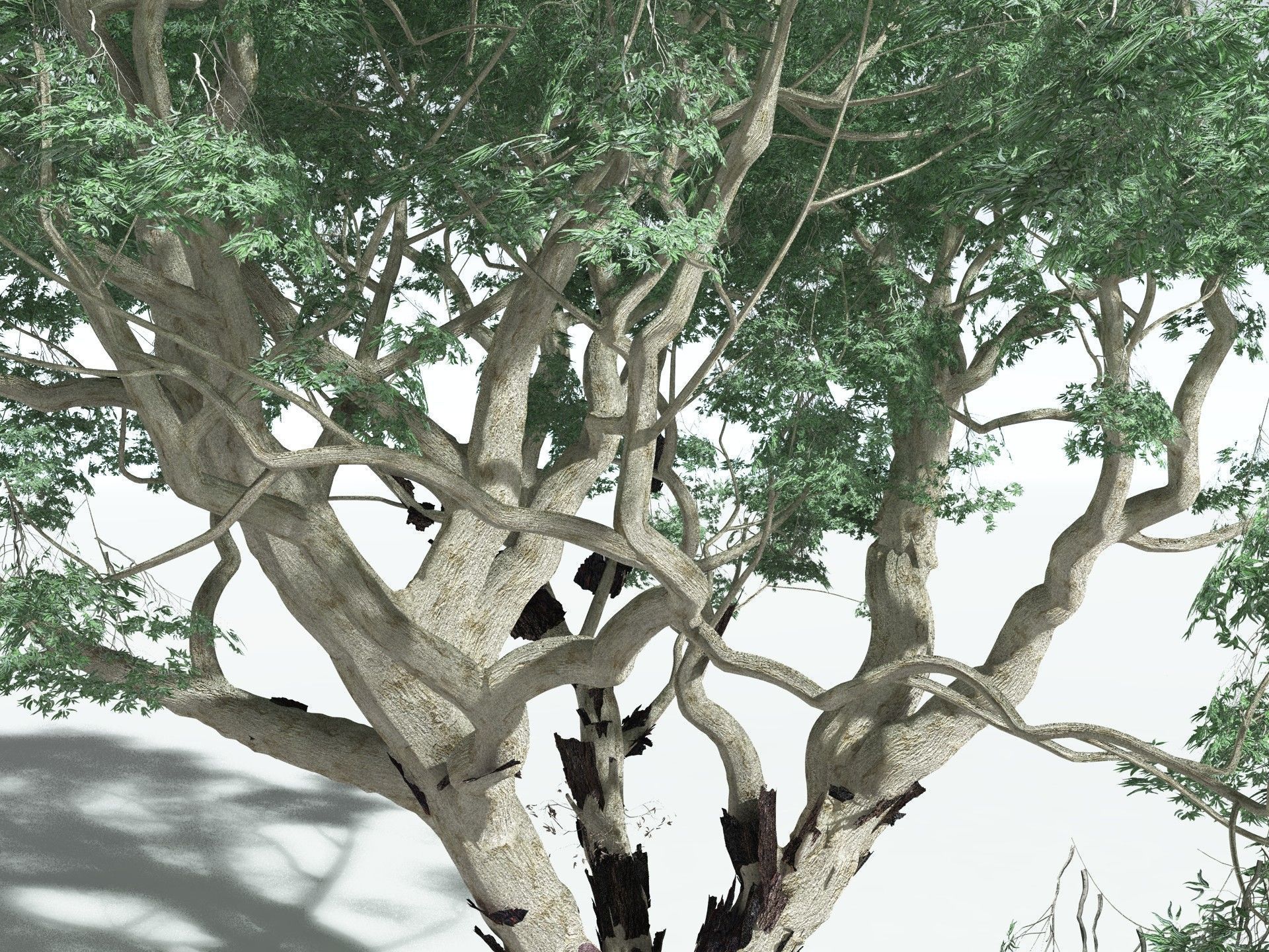 EVERYPlant River Redgum 3D model_1