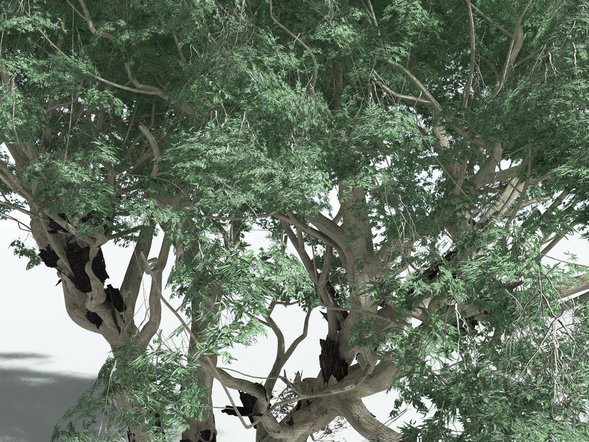 EVERYPlant River Redgum 3D model_5