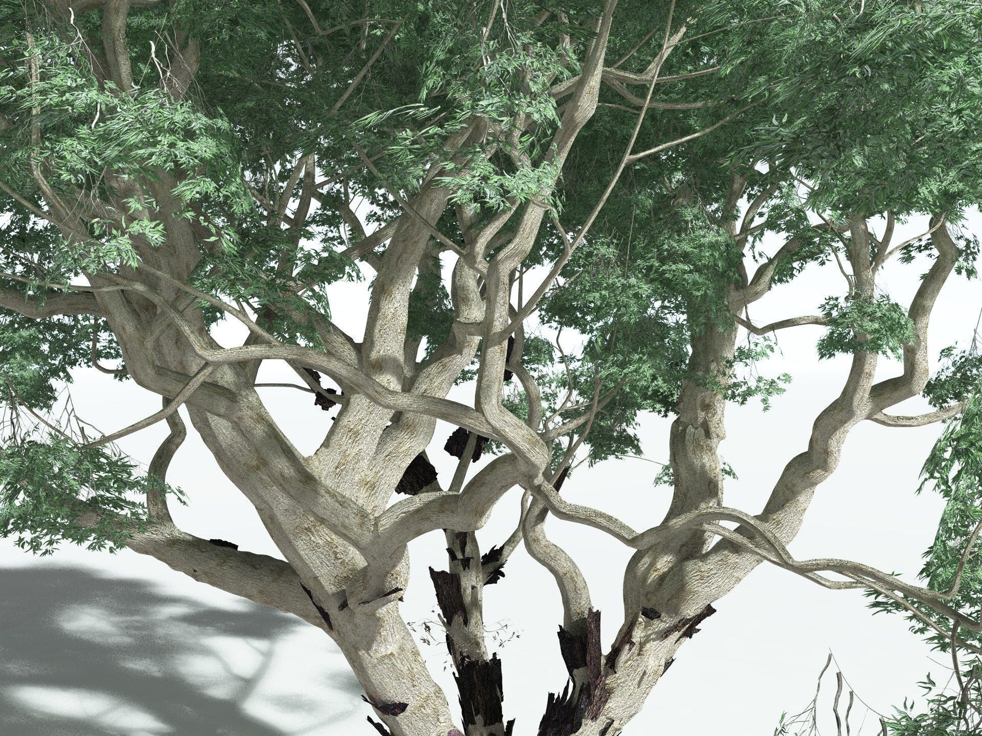 EVERYPlant River Redgum 3D model_11
