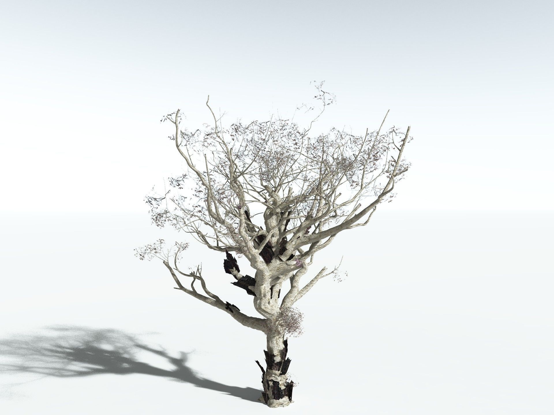 EVERYPlant River Redgum 3D model_18