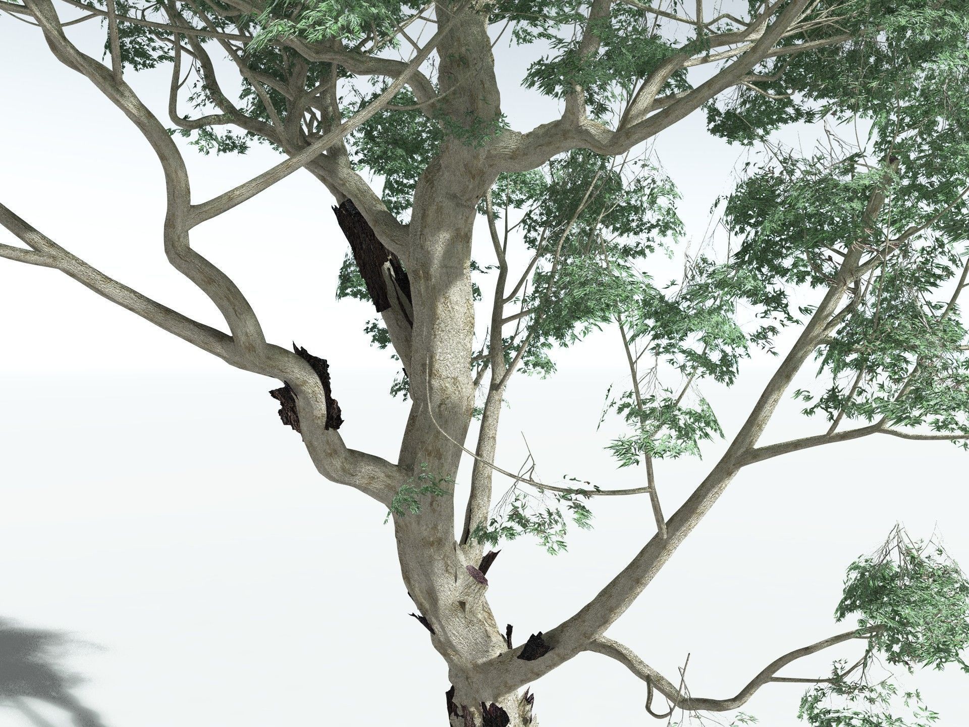 EVERYPlant River Redgum 3D model_13