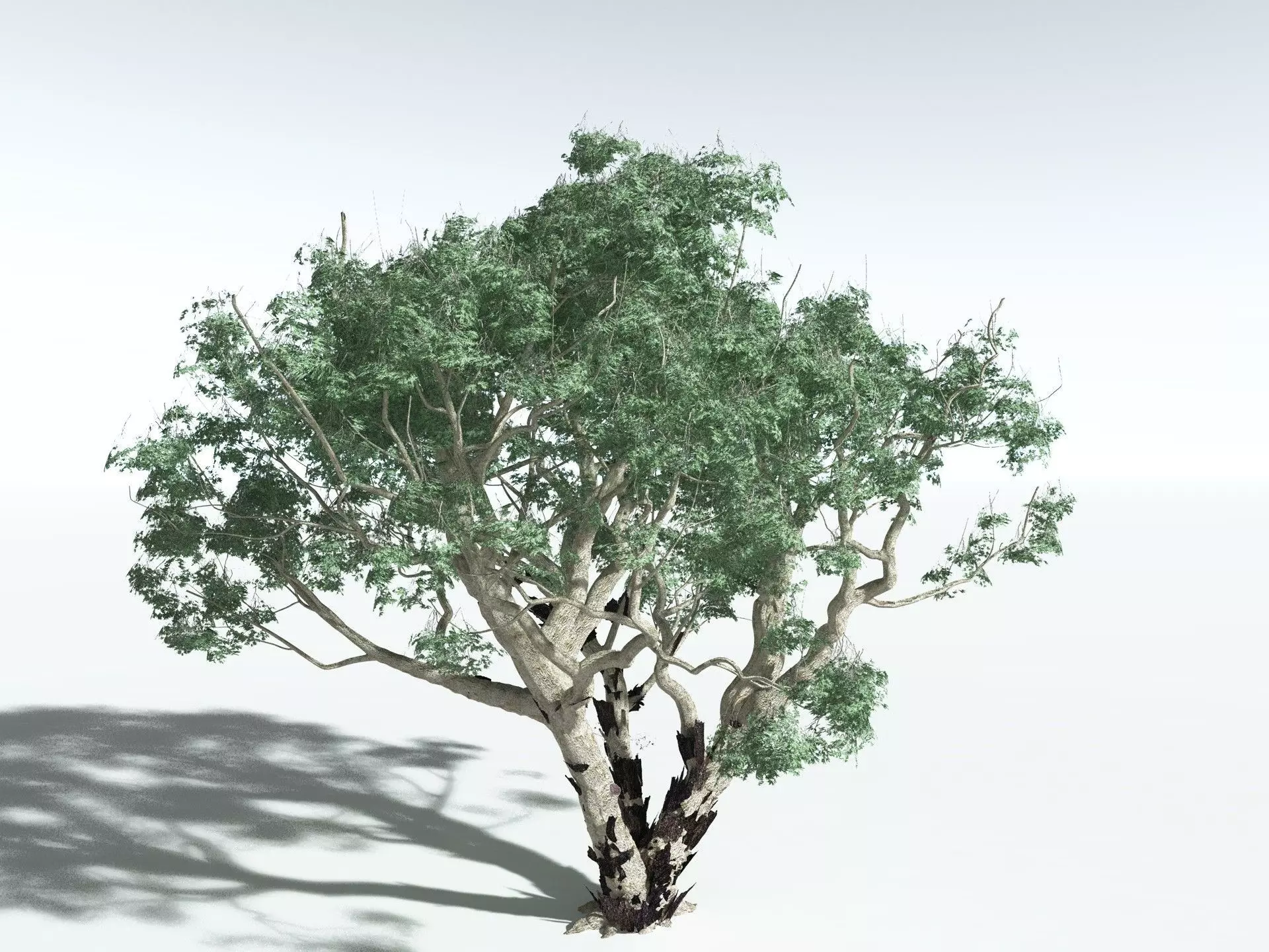 EVERYPlant River Redgum 3D model_0