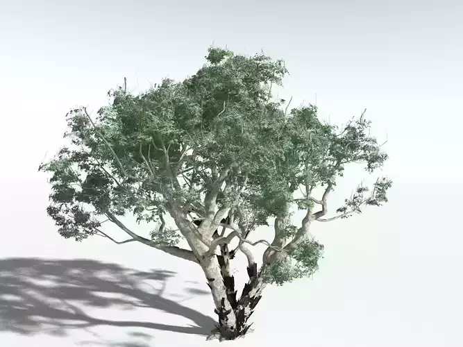 EVERYPlant River Redgum -16 Models- 3D model