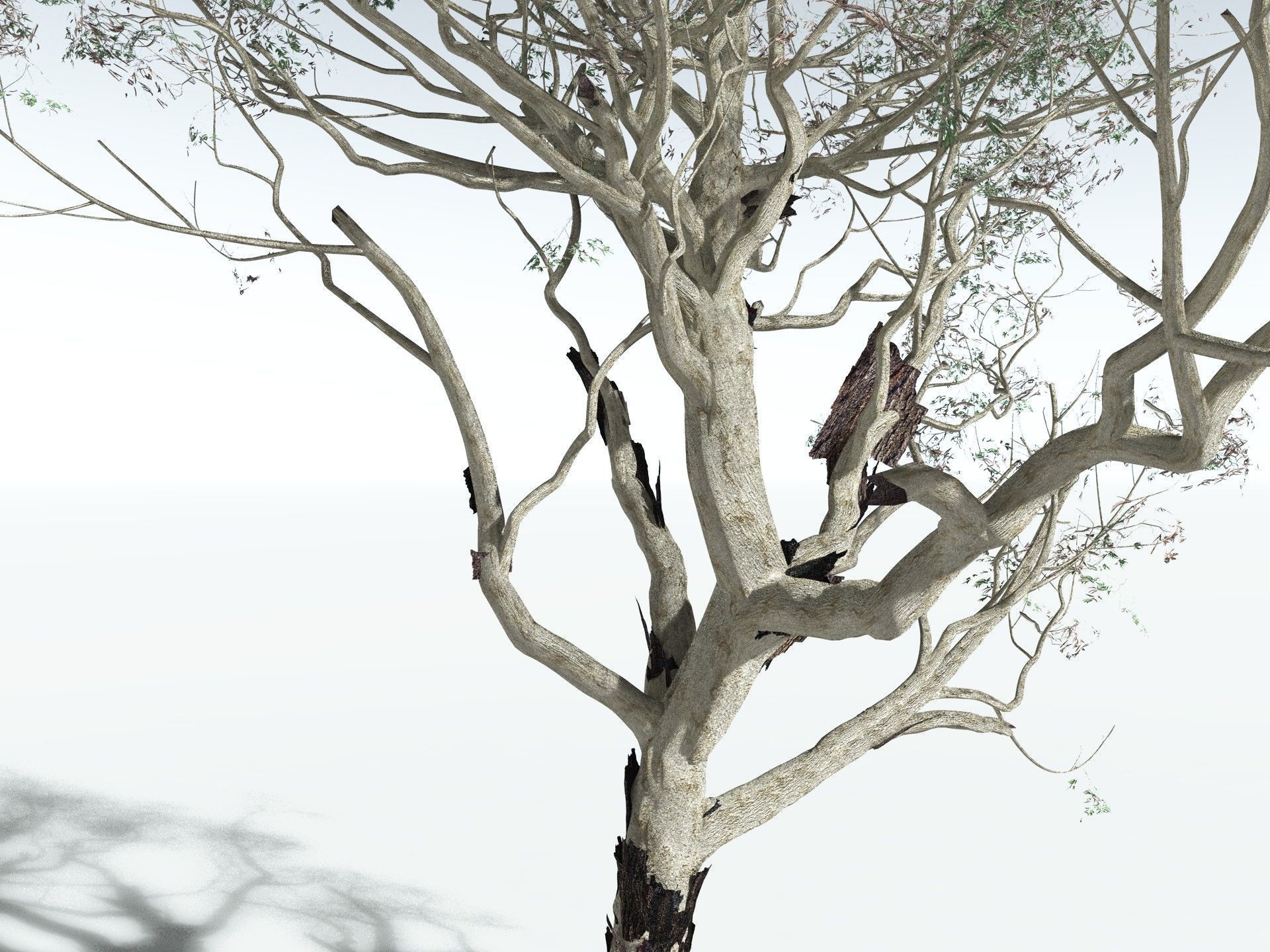 EVERYPlant River Redgum 3D model_17