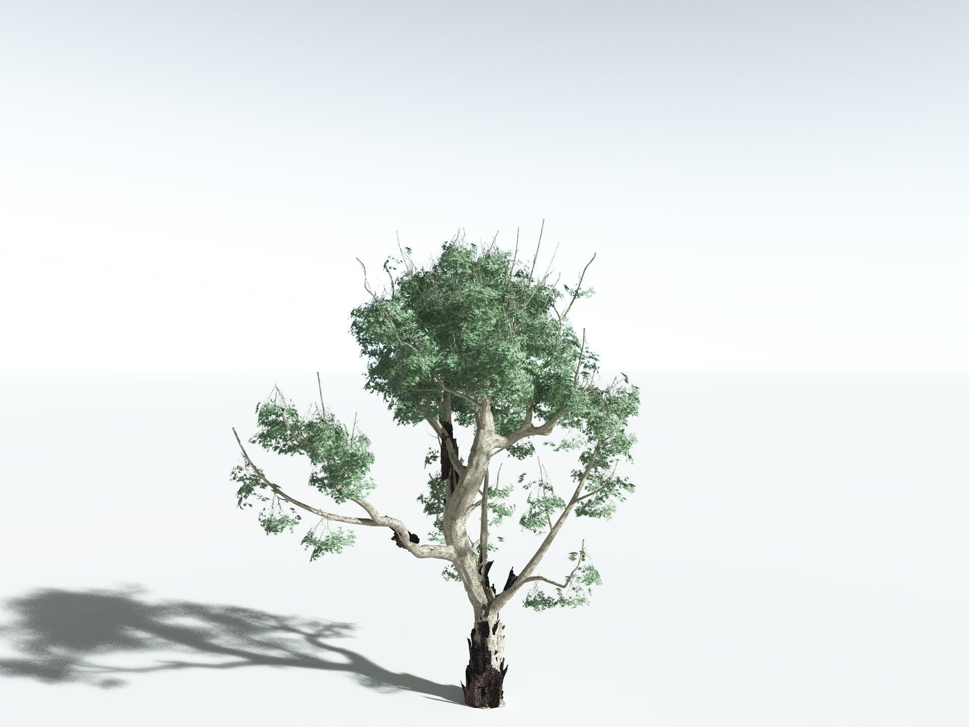 EVERYPlant River Redgum 3D model_22