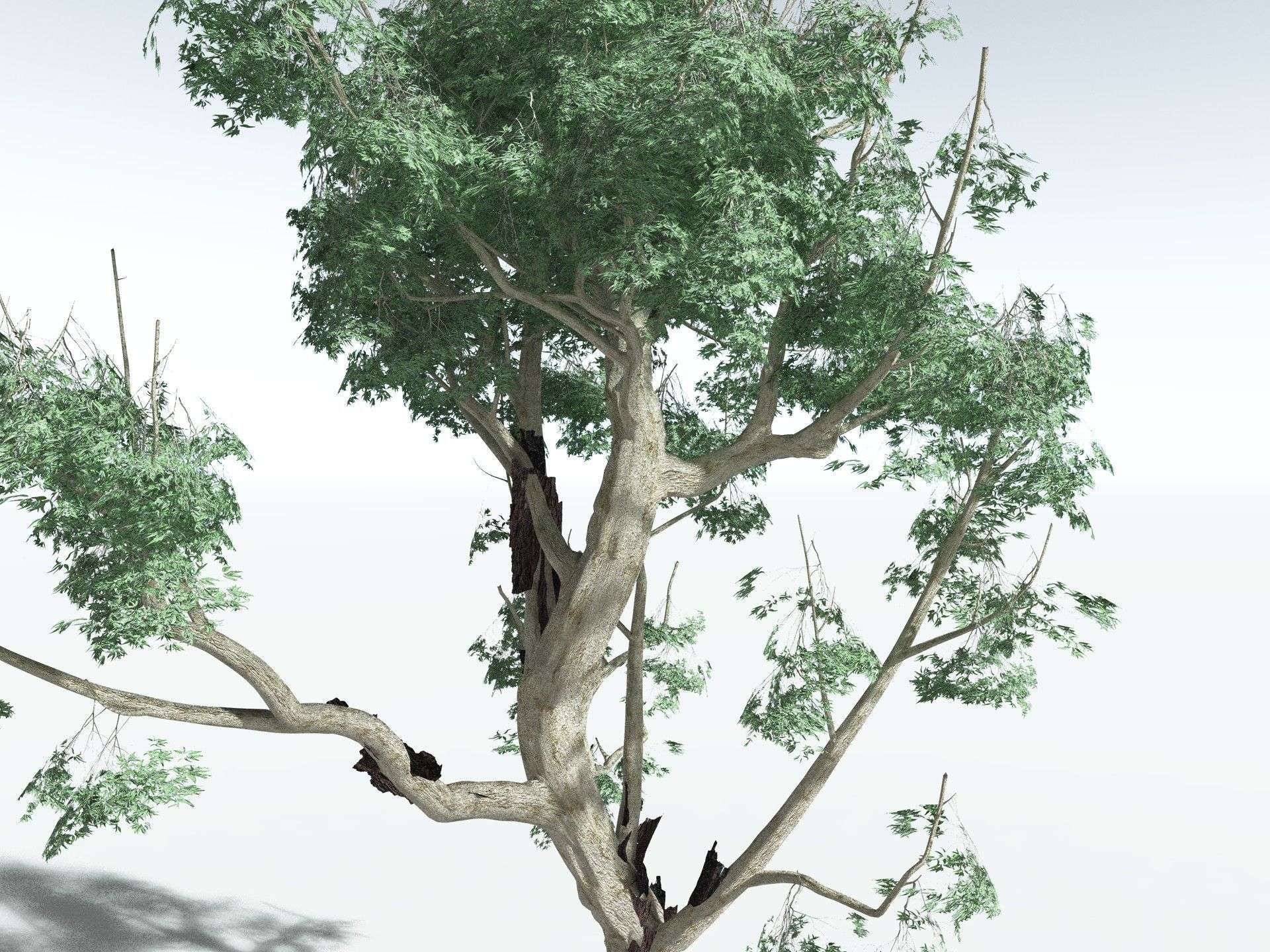 EVERYPlant River Redgum 3D model_23