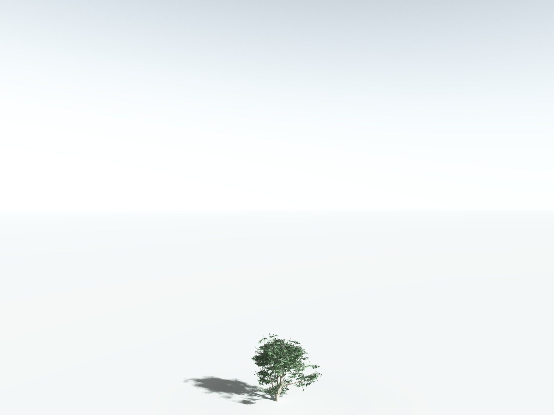 EVERYPlant River Redgum 3D model_26