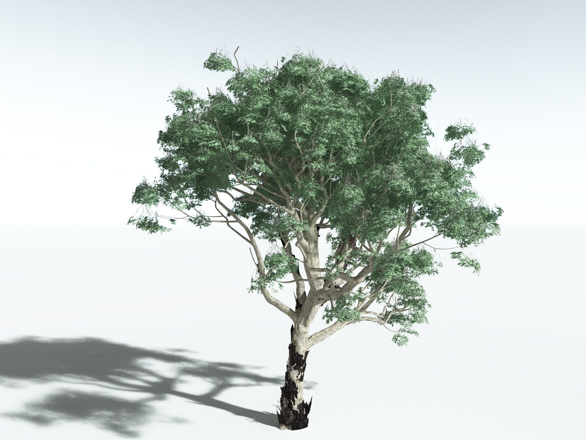 EVERYPlant River Redgum 3D model_6