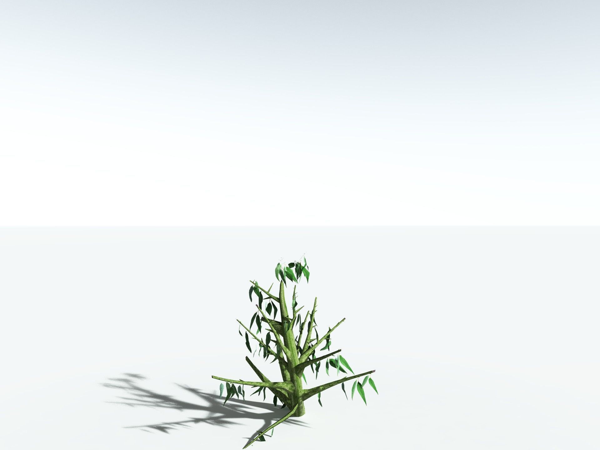 EVERYPlant River Redgum 3D model_29