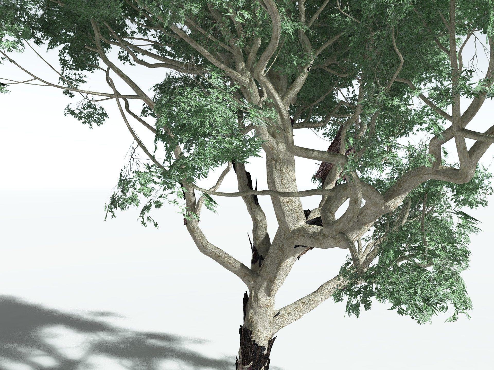 EVERYPlant River Redgum 3D model_7