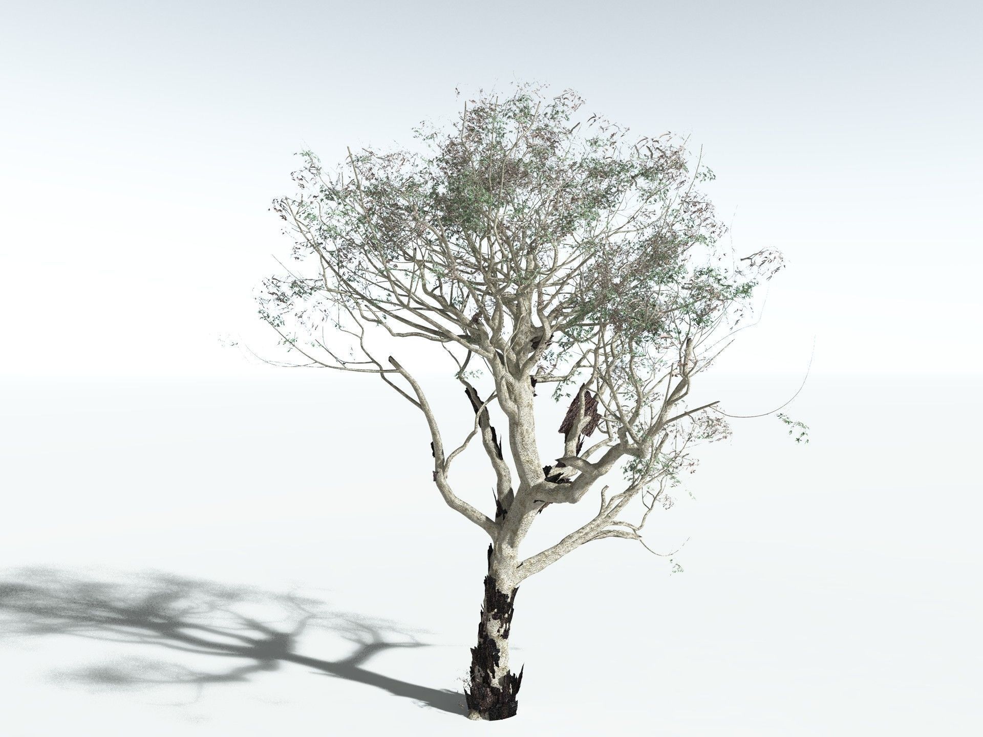 EVERYPlant River Redgum 3D model_16