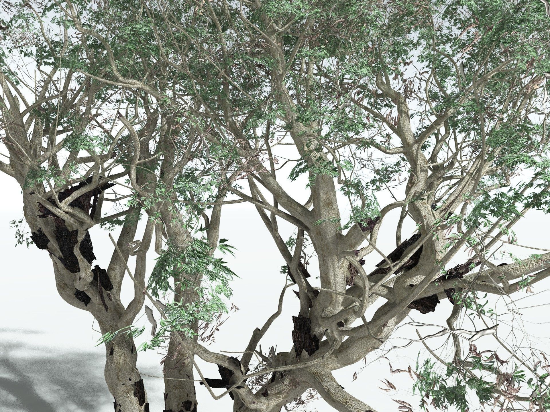 EVERYPlant River Redgum 3D model_15