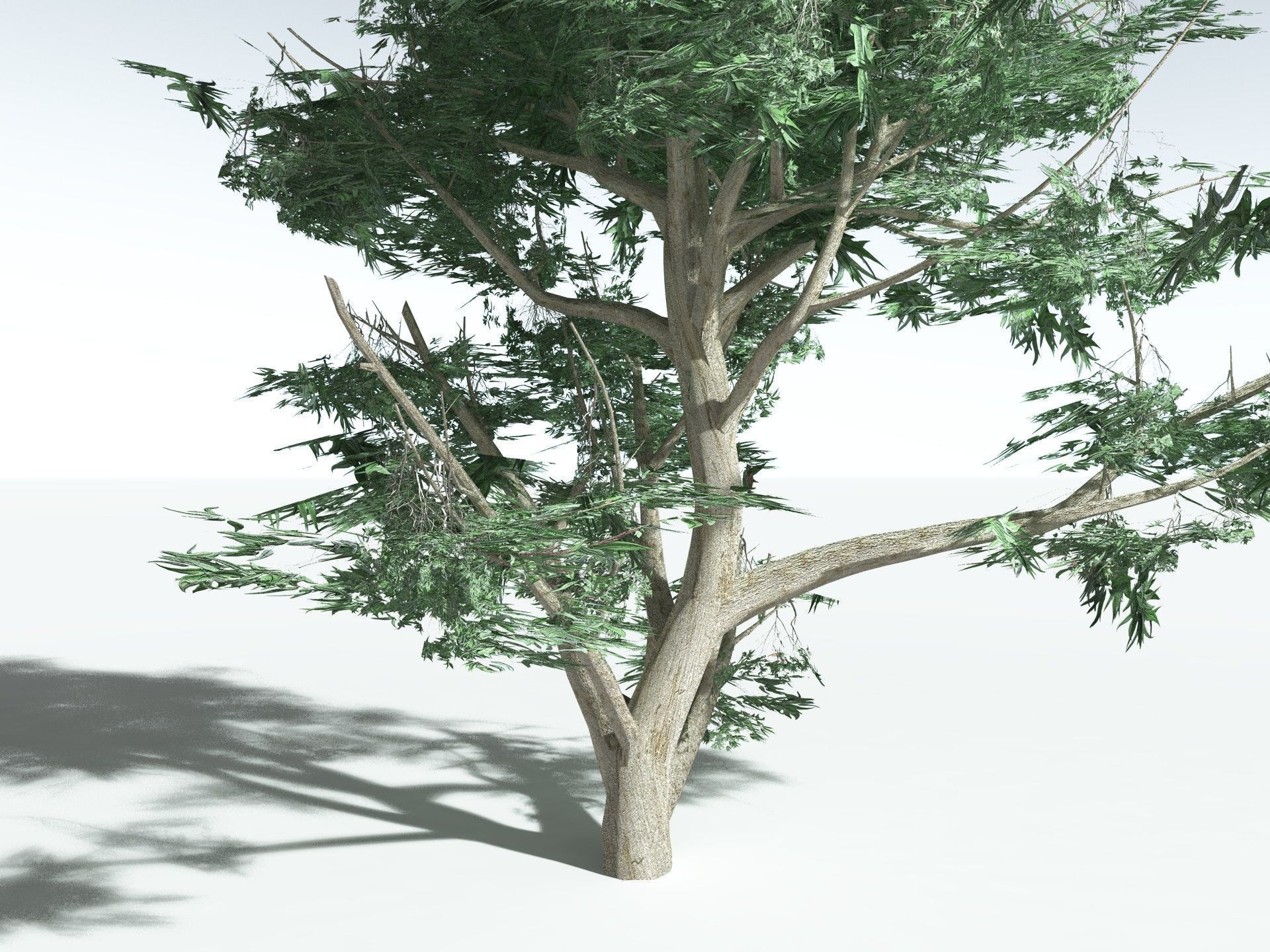 EVERYPlant River Redgum 3D model_27