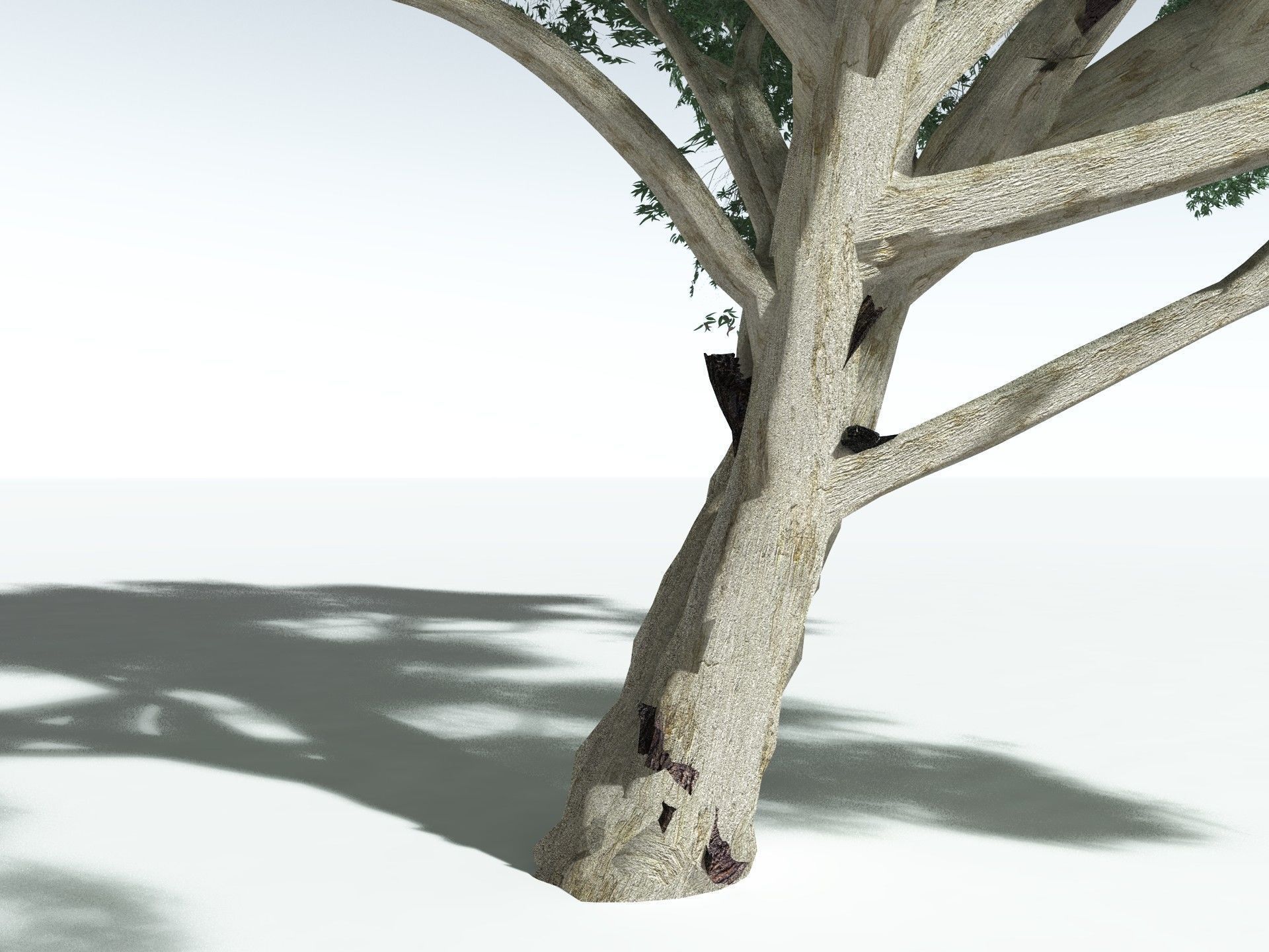 EVERYPlant River Redgum 3D model_25