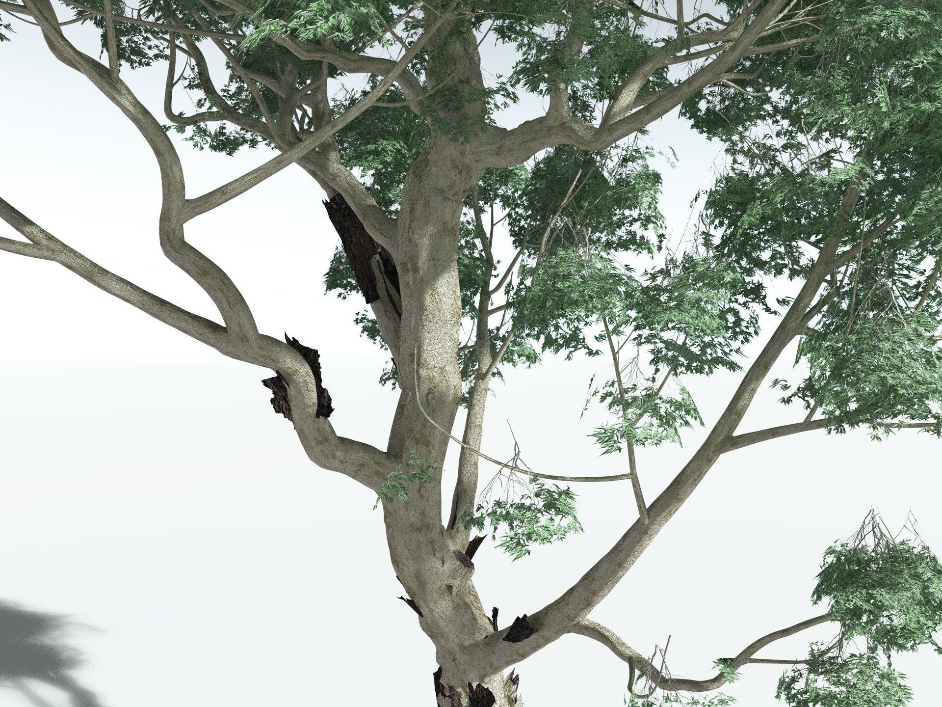 EVERYPlant River Redgum 3D model_3