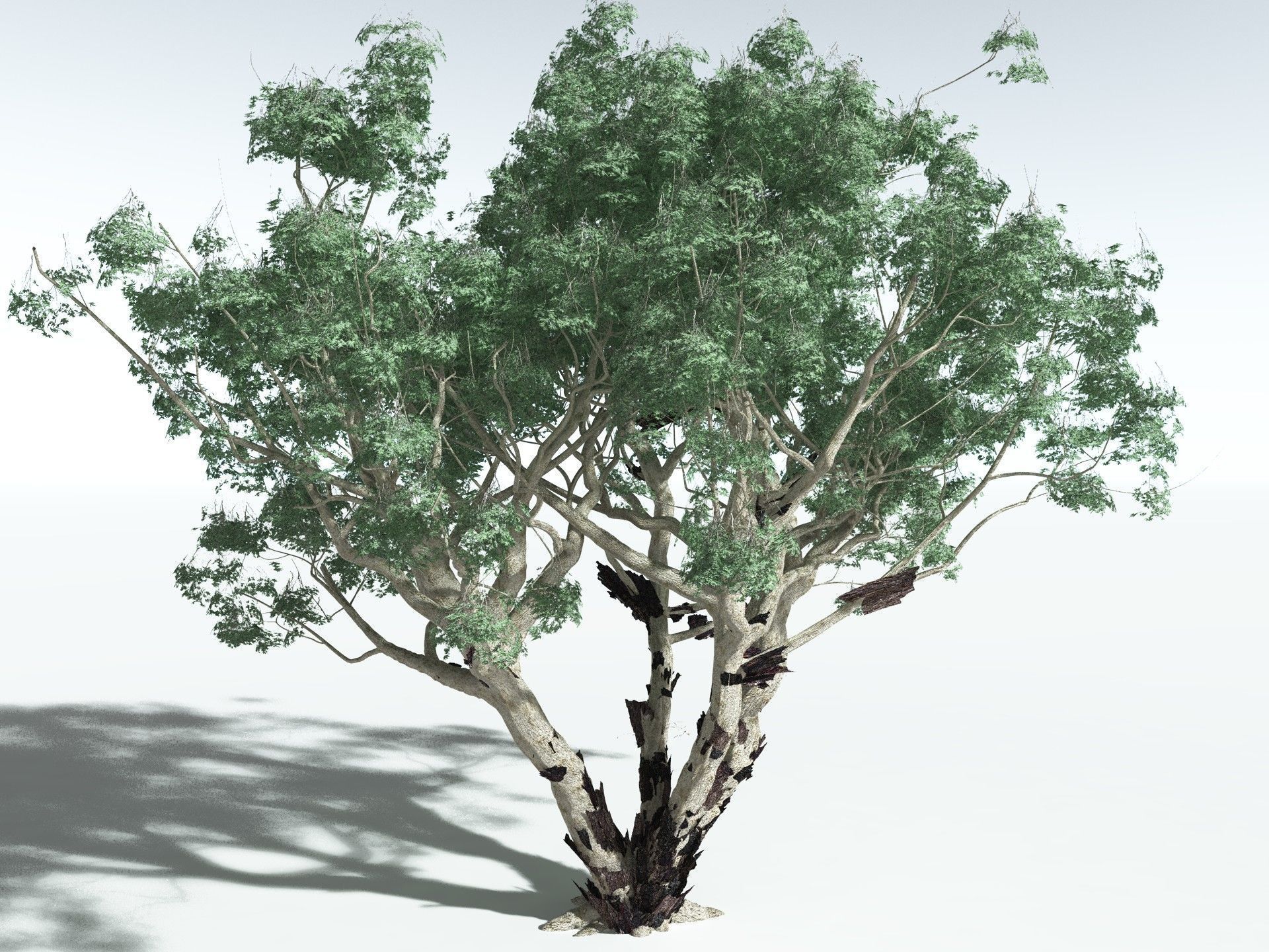EVERYPlant River Redgum 3D model_20