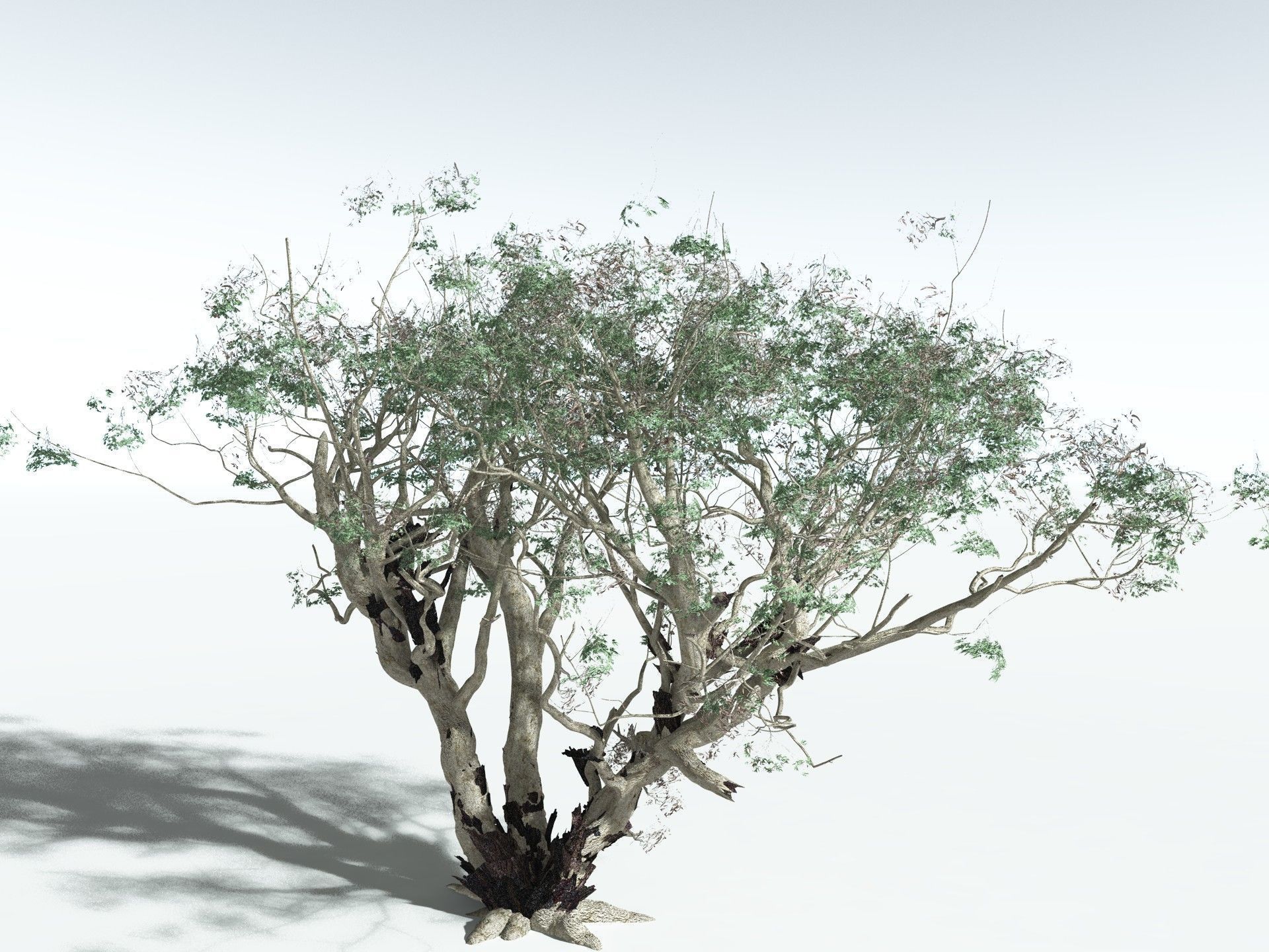 EVERYPlant River Redgum 3D model_14