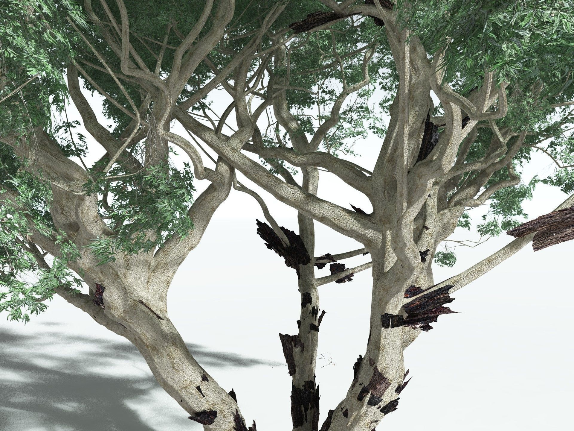 EVERYPlant River Redgum 3D model_21