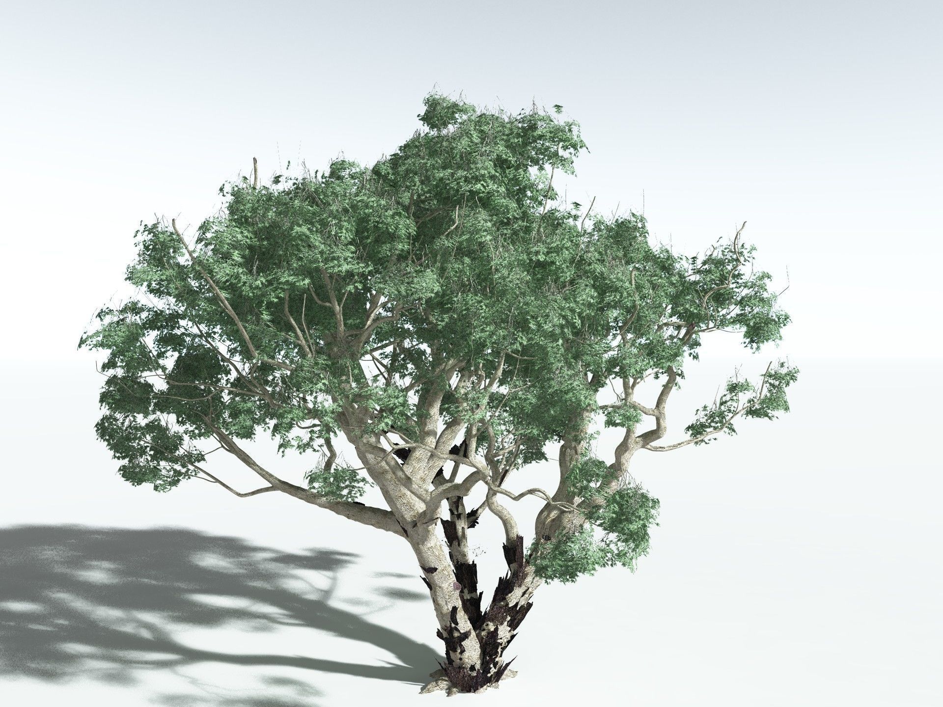 EVERYPlant River Redgum 3D model_10