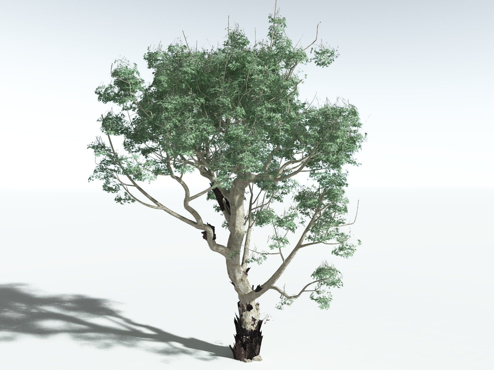 EVERYPlant River Redgum 3D model_12