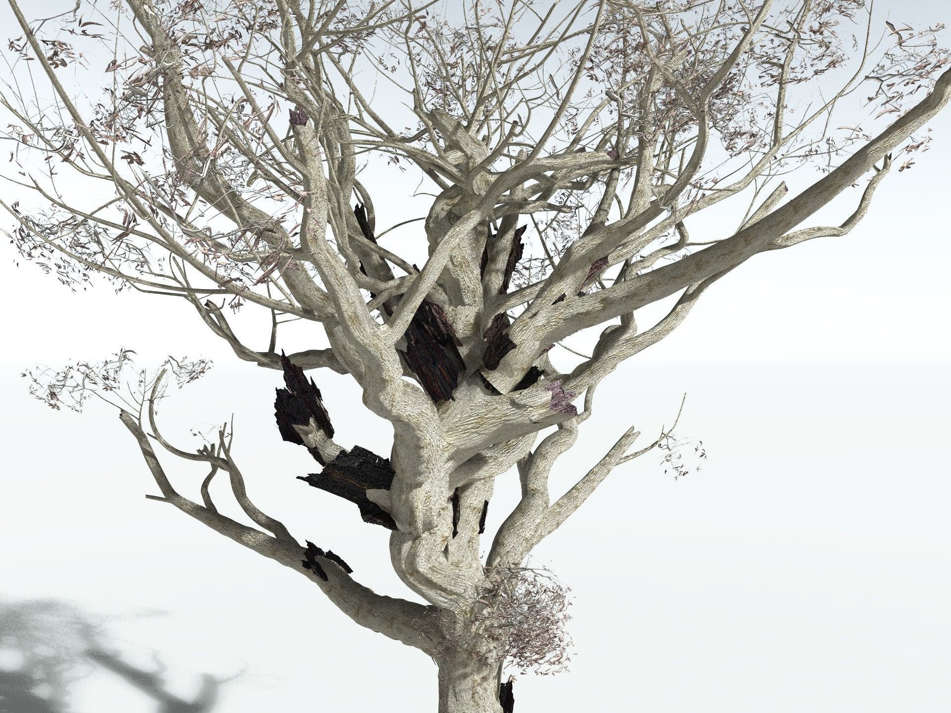 EVERYPlant River Redgum 3D model_19