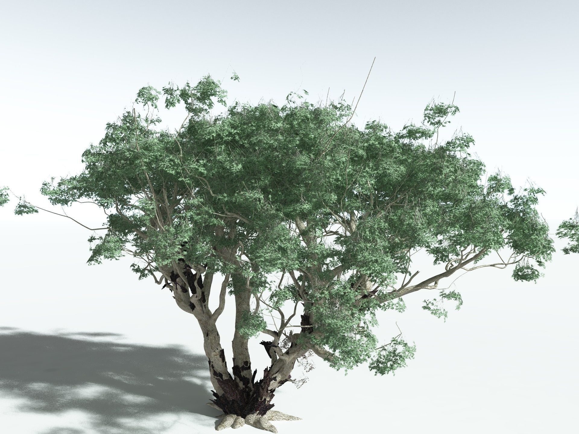 EVERYPlant River Redgum 3D model_4
