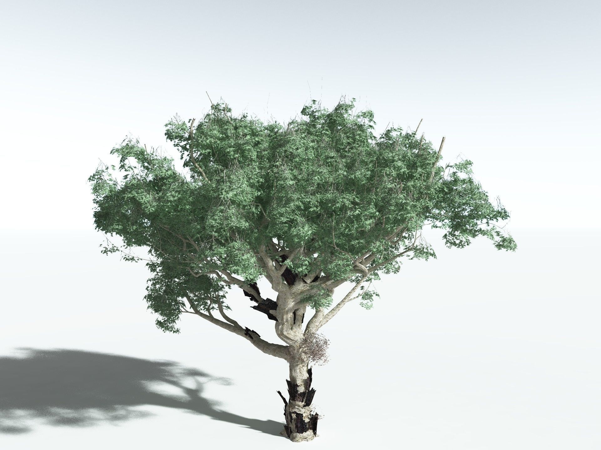 EVERYPlant River Redgum 3D model_8