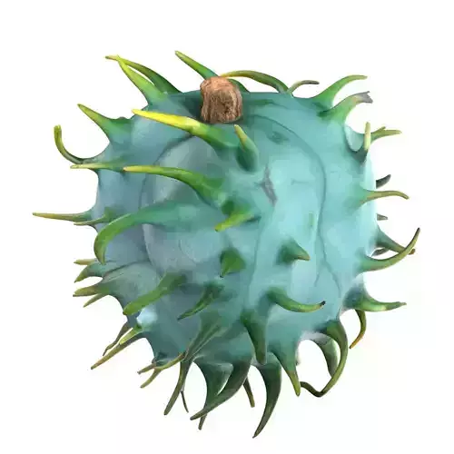 Caster seed fruit v1