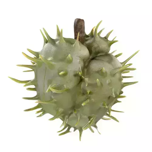 Caster seed fruit v2 