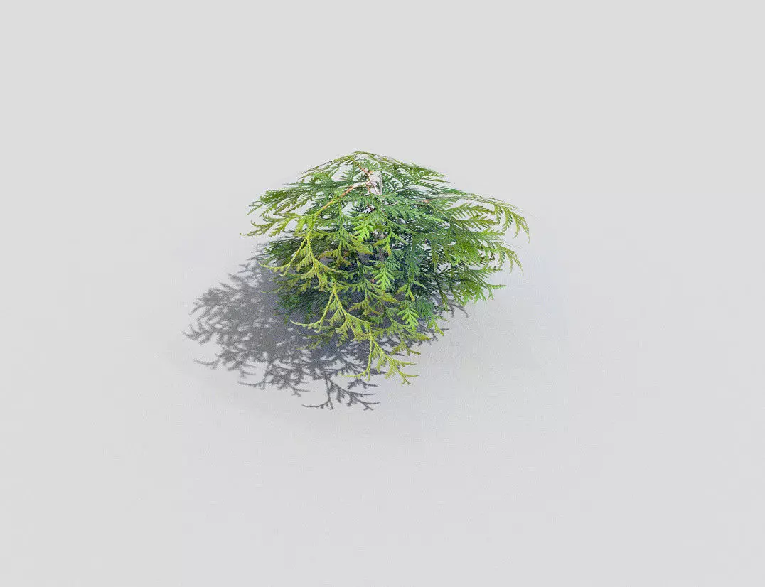 Shrub plant Low-poly 3D model_0