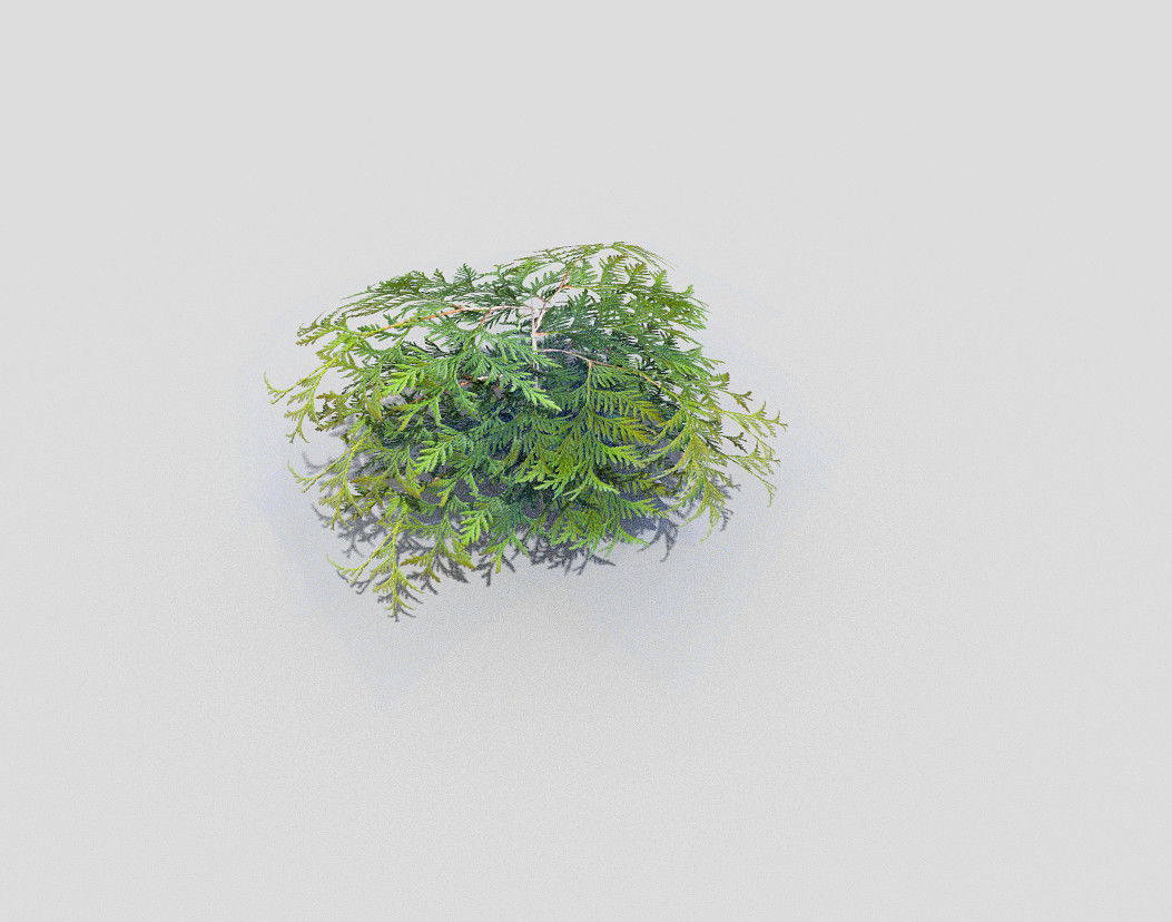Shrub plant Low-poly 3D model_2