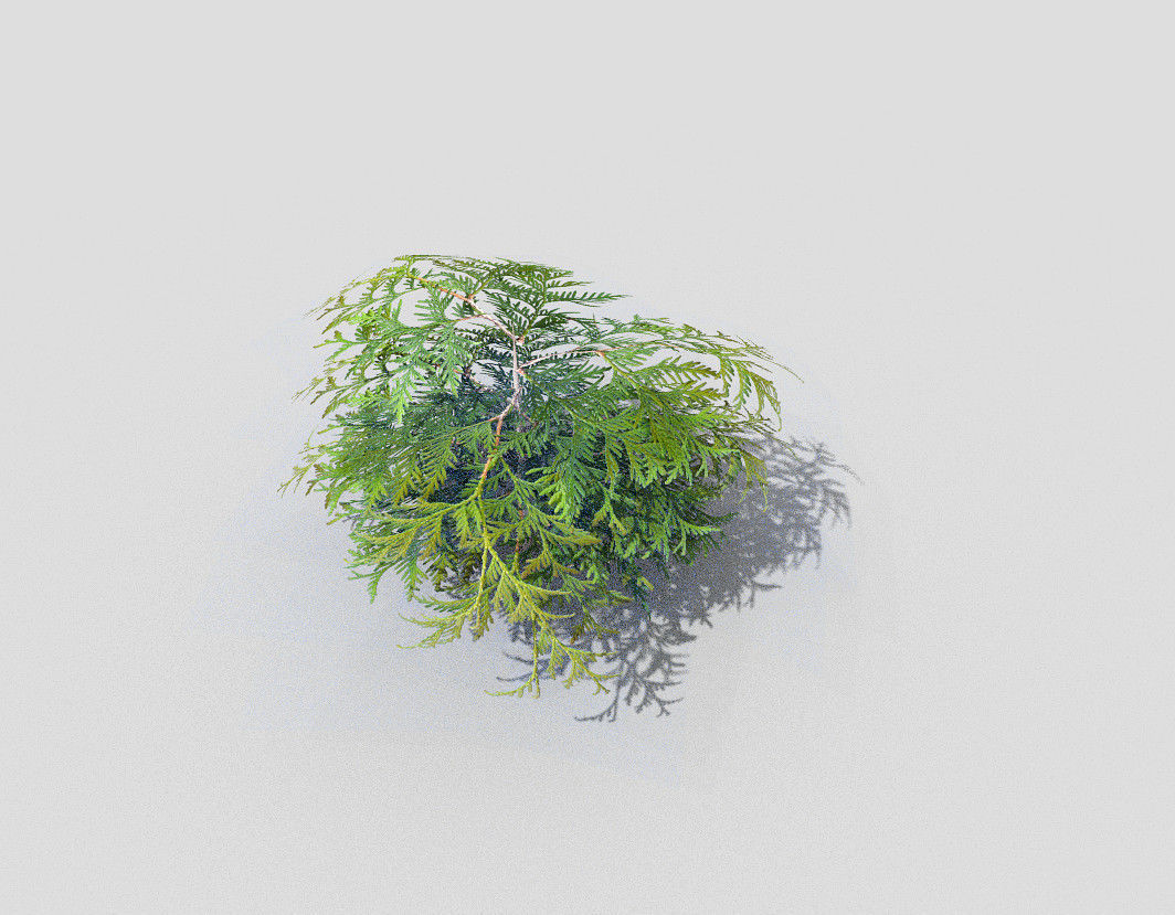Shrub plant Low-poly 3D model_3