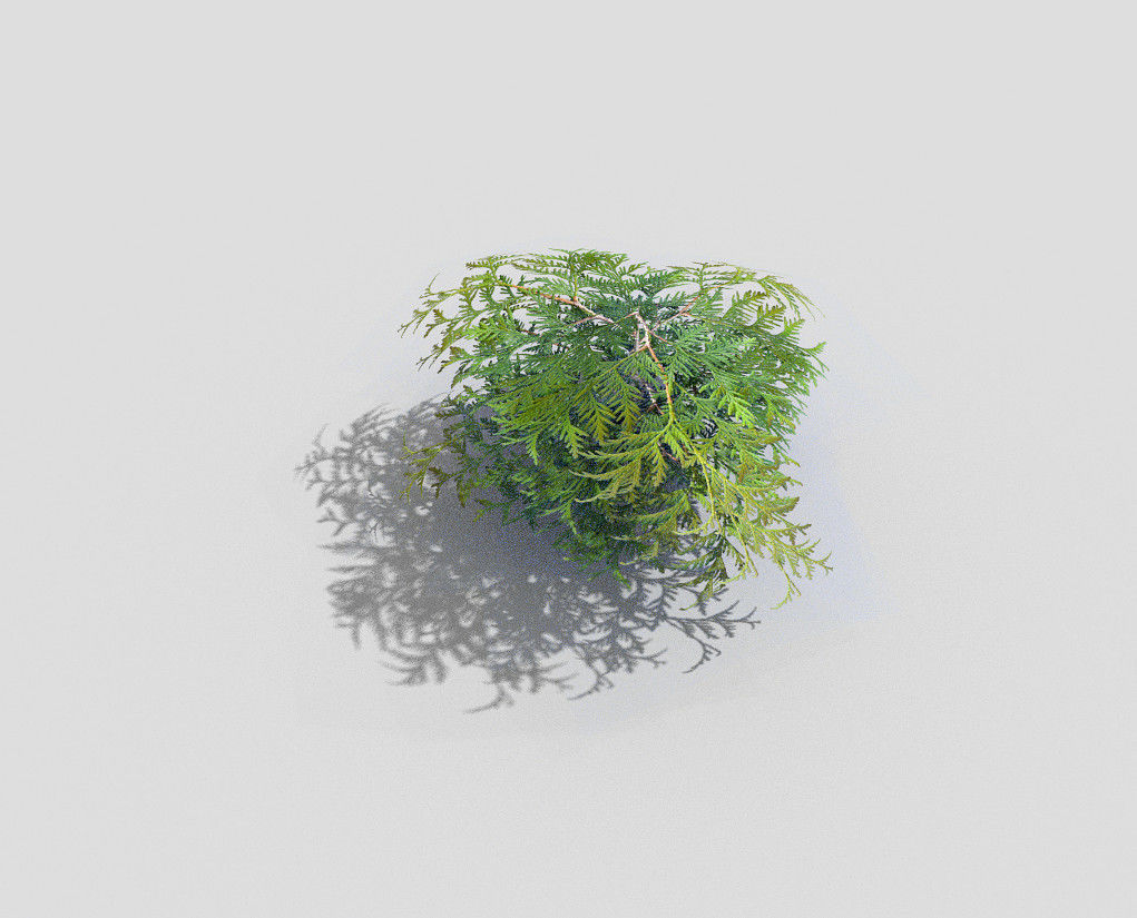 Shrub plant Low-poly 3D model_1